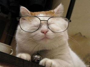 网红猫吃贝贝瓜图片高清,高清镜头捕捉贝贝瓜美味瞬间  第3张 网红猫吃贝贝瓜图片高清,高清镜头捕捉贝贝瓜美味瞬间  第3张